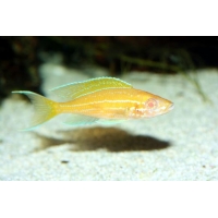 Paracyprichromis Nigripinnis blue neon albino 4cm